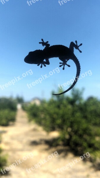 Gekko Spain Nature Beautiful Vacations