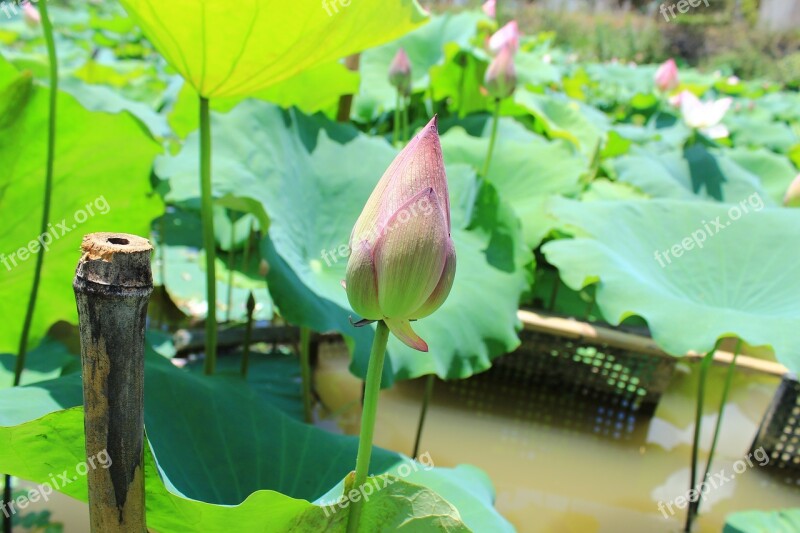 Lotus Lotus Leaf He Tang Free Photos