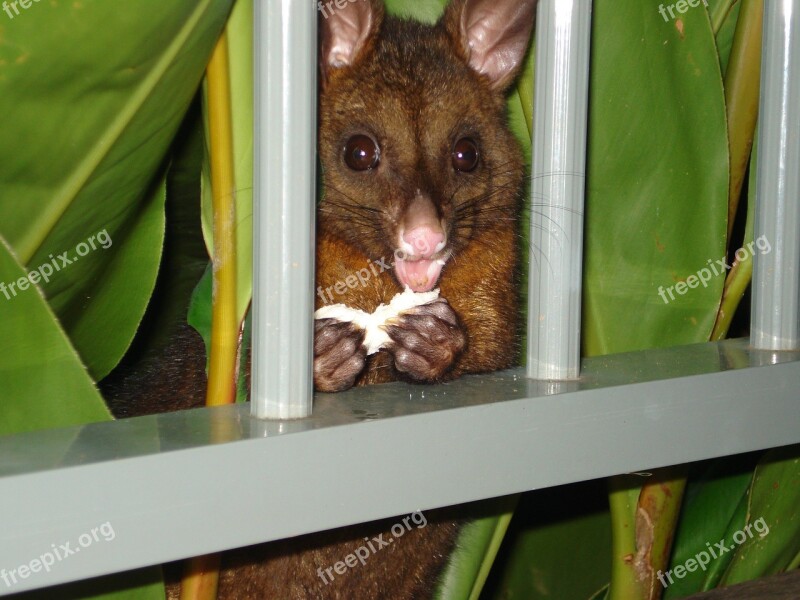 Possum Possum Eating Hamilton Island Australia Free Photos