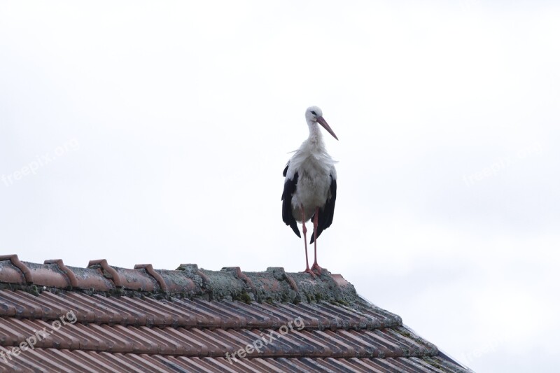 Nature Birds Stork Animal Free Photos