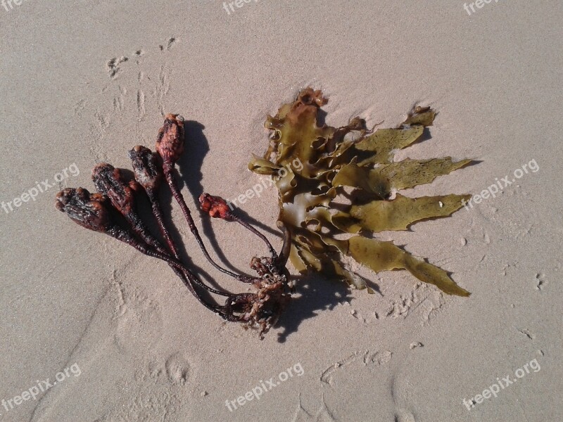 Seaweed Sand Seed Free Photos