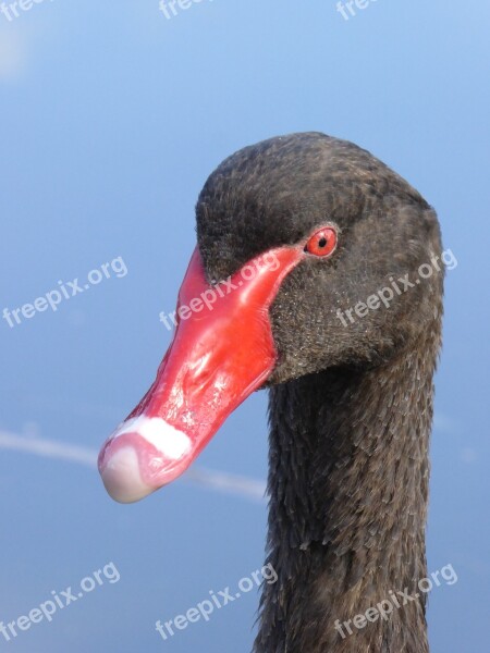 Headshot Swan Black Free Photos