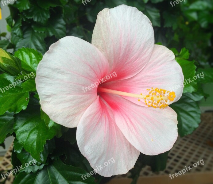 Flowers Hibiscus Southern Countries Huang Red