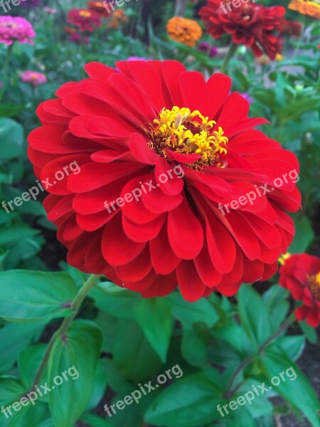 Flowers Dahlia Red Yellow Stamen