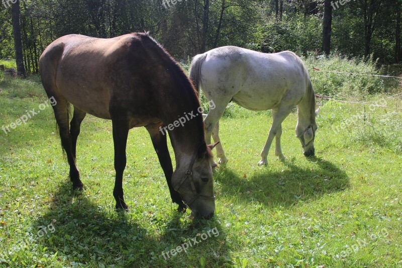 Horse Horses Grass White Horse Eating Hay