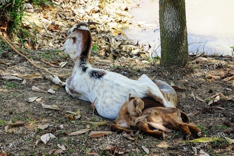 Goat Rest Sleep Peace Maternity