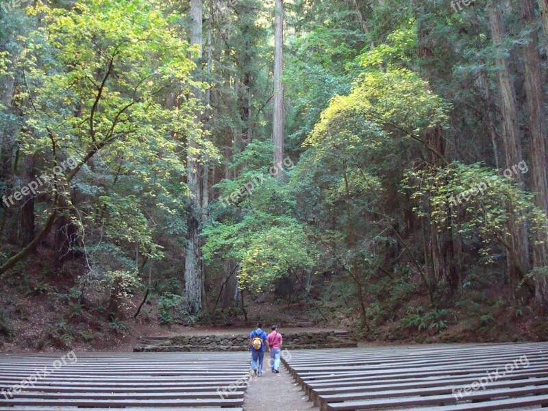 Redwoods Amphitheater Forest Stone Majestic