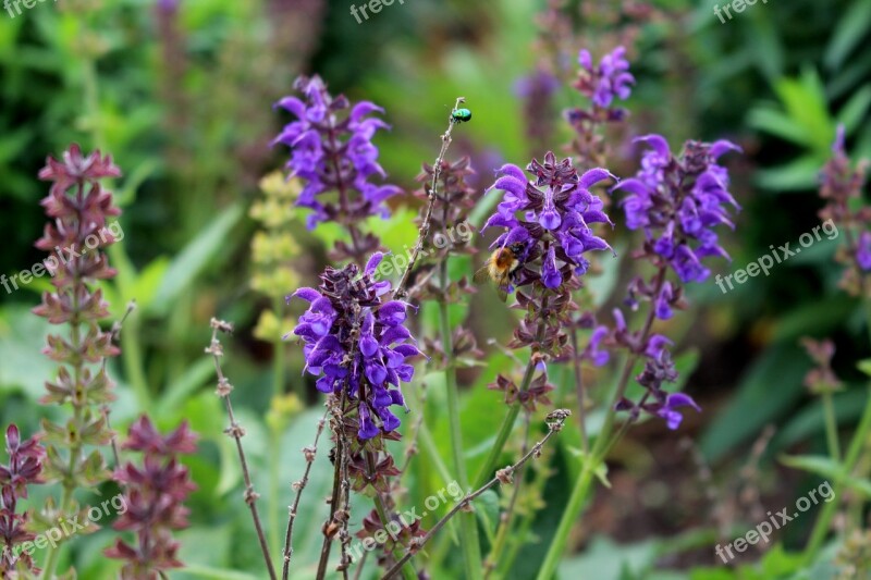 Purple Violet Flower Blossom Bloom