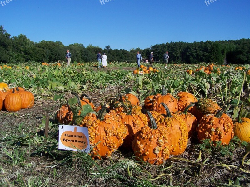 Pumpkins Farm Orange Farming Field