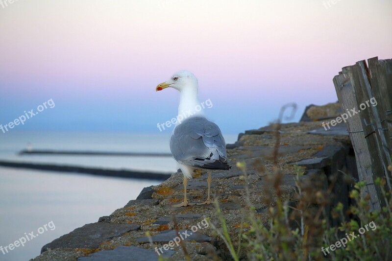 Seagull Bird Sea Sea Bird Gull