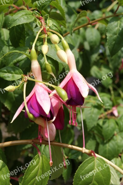 Fuchsia Flower Garden Nature Purple