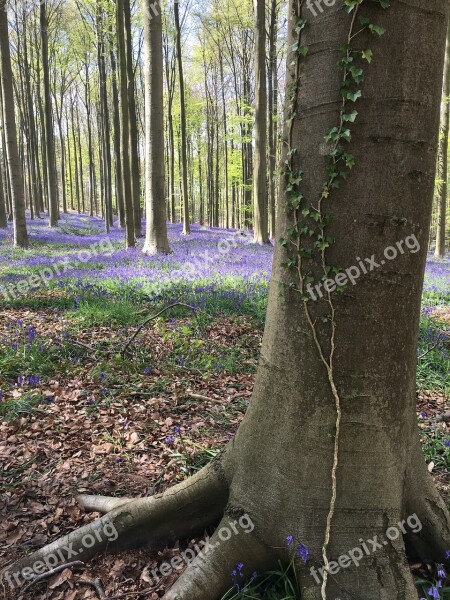 Hyacinth Ten April Forest Tree