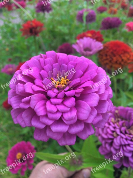 Flowers Dahlia Pink Red Purple Yellow