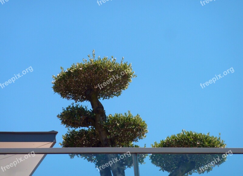 Terrace Roof Terrace Plant Terrace Planting Housetop