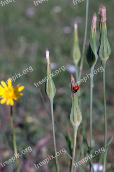 Dandelion Field Ladybug Yellow Flower Meadow Plant