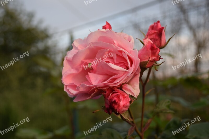 Rosa Rose Flowers Pink Flower Green