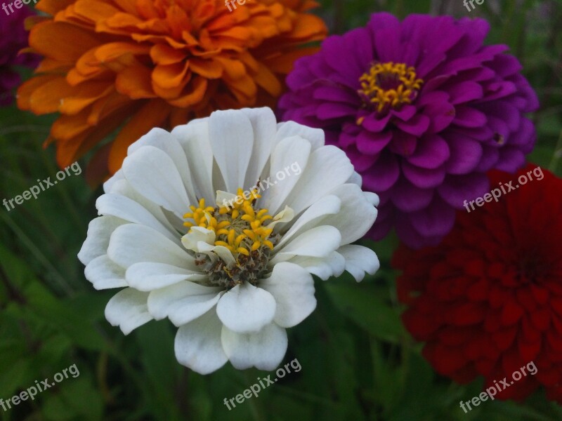 Flowers Dahlia White Pink Red Purple