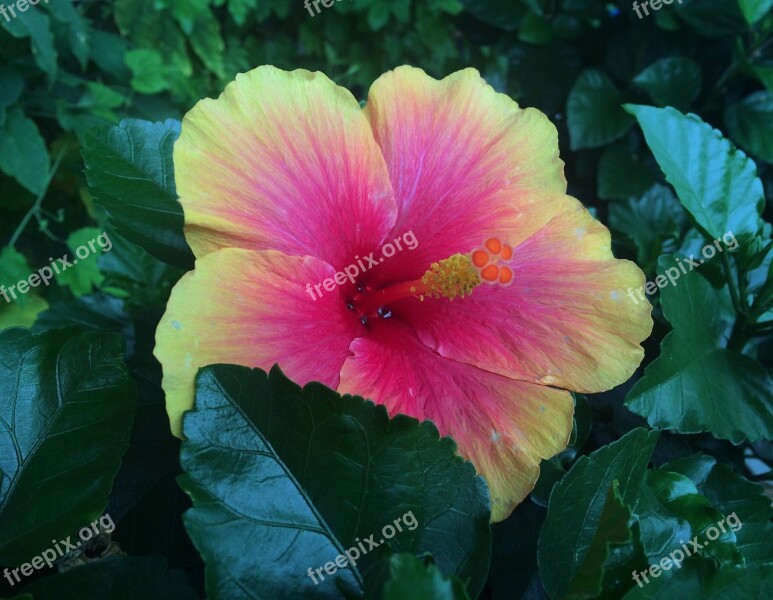 Flowers Hibiscus Southern Countries Huang Red