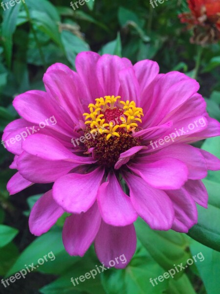 Flowers Dahlia Pink Red Purple Yellow