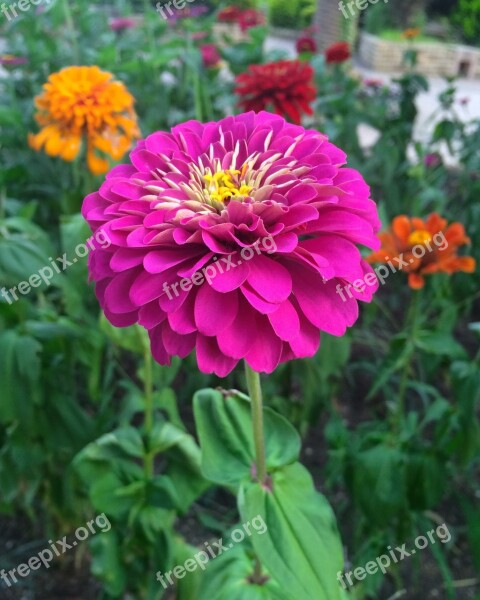 Flowers Dahlia Pink Red Purple Yellow