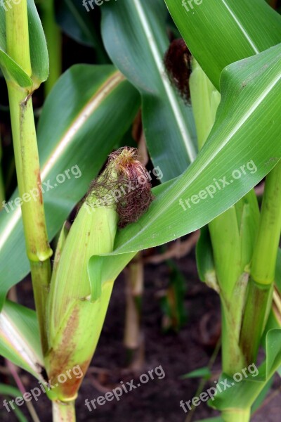 Corn Summer Field Plant Agriculture