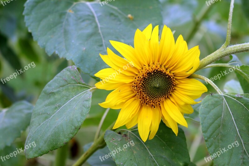 Sunflower Flower Yellow Yellow Flower Blossom