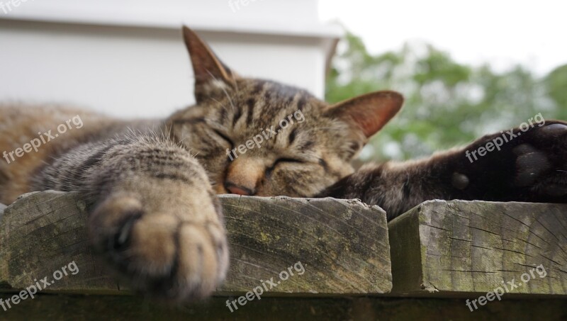 Cat The Face Of The Cat Sleep Pet Hand