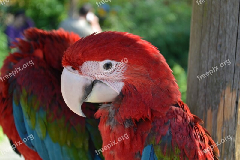 Ara Parrot Bird Birds Free Photos