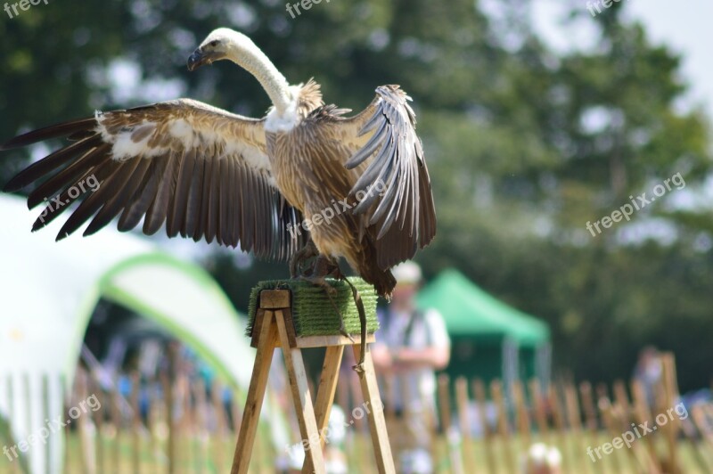 Vulture Bird Wings Nature Animal