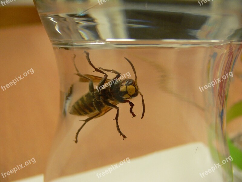 Bee Glass Wasp Free Photos