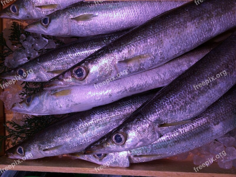 Saury Ice Fish Department Department Store