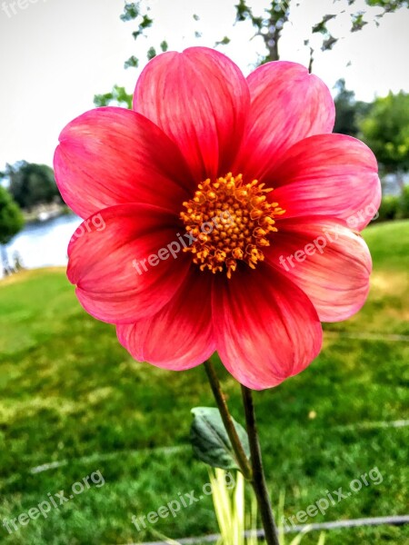 Dahlia Variety Aragon Simple Dahlia Form Red Yellow Centre