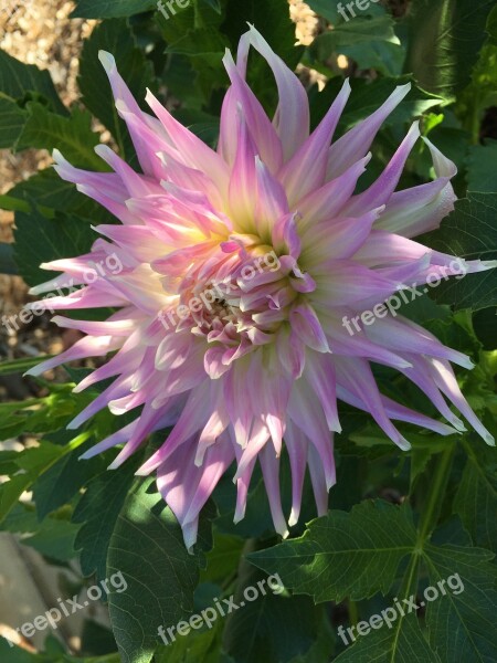 Dahlia Mingus Gregory Semi-cactus Violet And White Flower