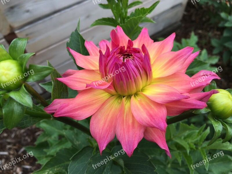 Dahlia Just Peachy Pink And Yellow Garden Flower