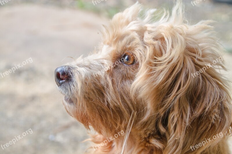 Dog Poodle Puddle Front Dog Close Free Photos