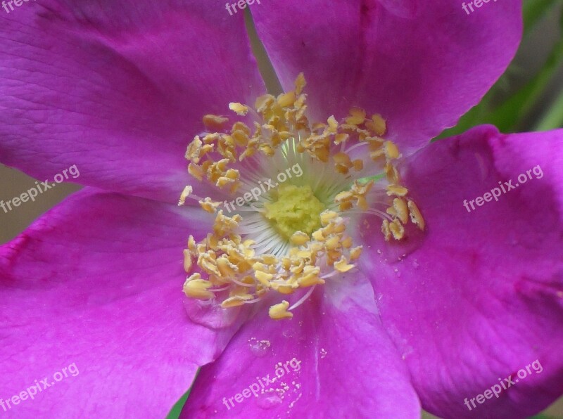 Rose Macro Rose Rugosa Rose Flower Blossom