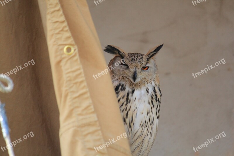 Owl Sitting Bird Close Up Achim