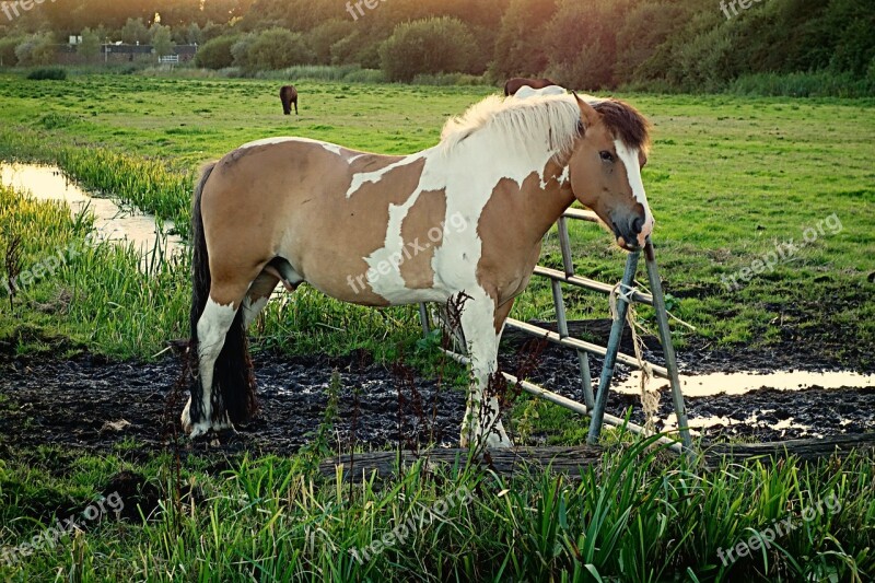 Horse Animal Mammal Equine Piebald