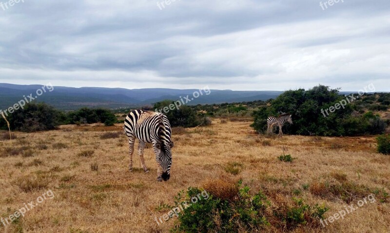 South Africa Zebra National Park Steppe Safari