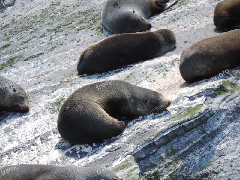 Robbe Animal Seal Meeresbewohner Mammal