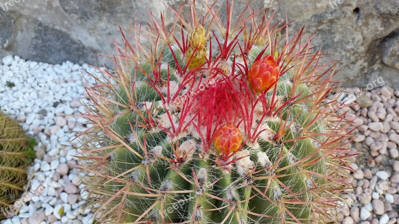 Cactus Flower August Ischia Summer