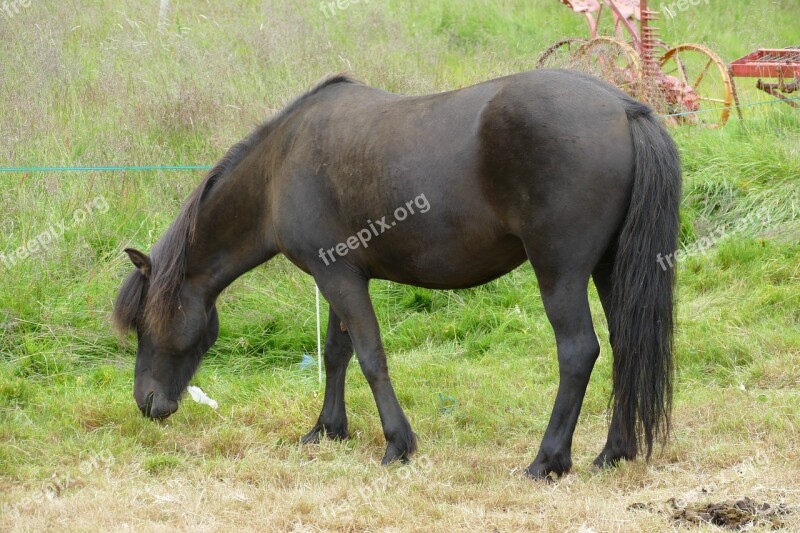 Horse Iceland Iceland Horse Iceland Pony Mane