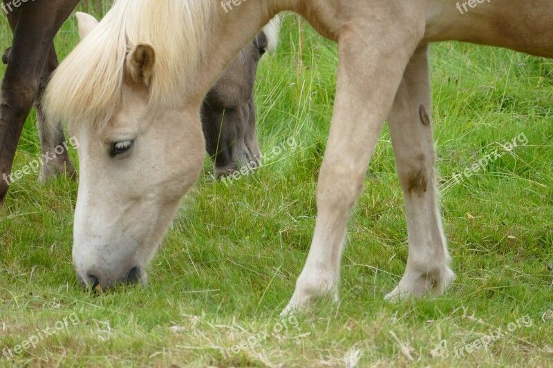 Horse Iceland Iceland Horse Iceland Pony Mane