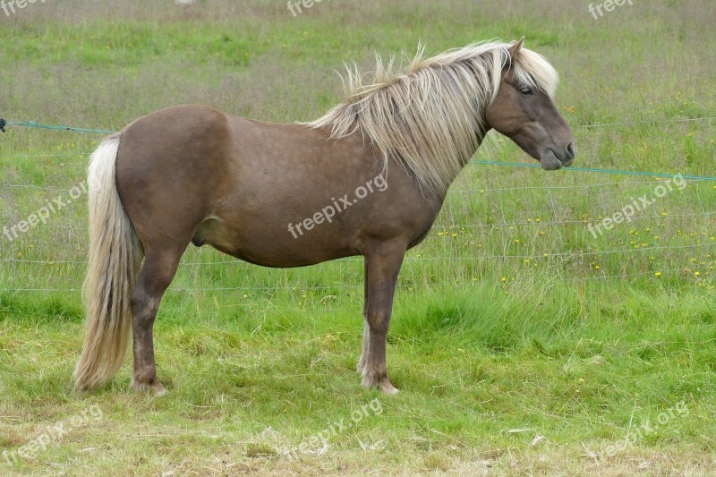 Horse Iceland Iceland Horse Iceland Pony Mane