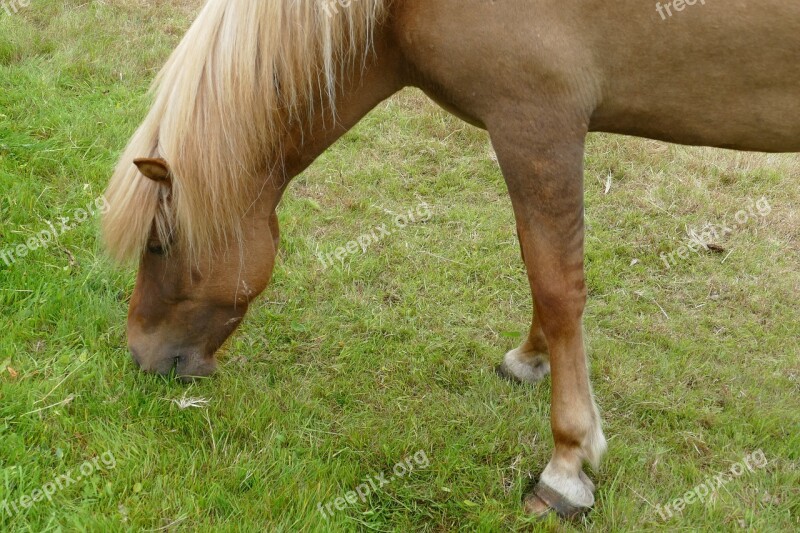 Horse Iceland Iceland Horse Iceland Pony Mane