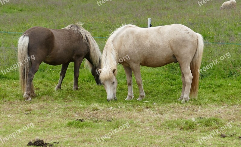 Horse Iceland Iceland Horse Iceland Pony Mane