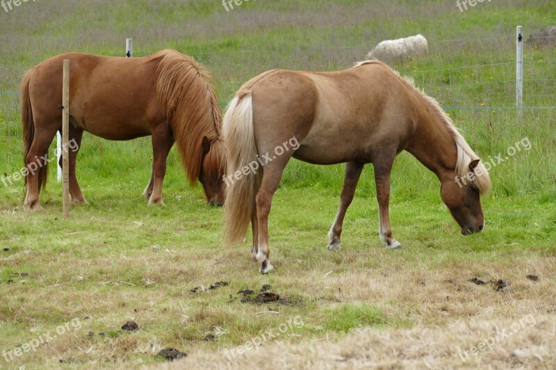 Horse Iceland Iceland Horse Iceland Pony Mane