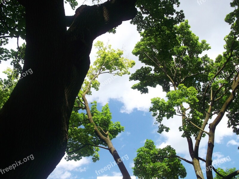 Trees Sky Nature Green Environment