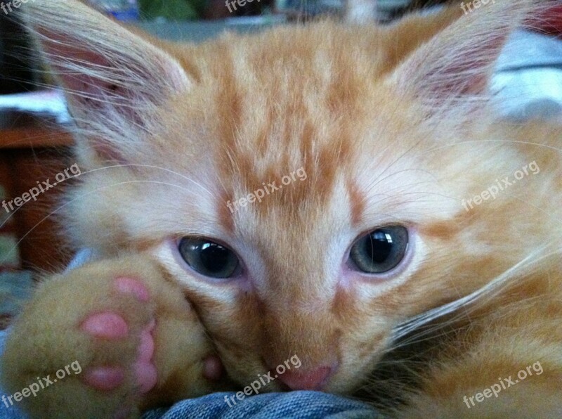 Ginger Cat Blue Eyes Face Pink Toes