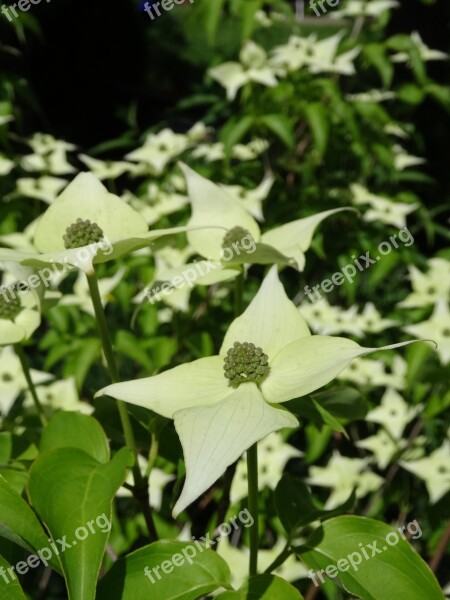 Nature Blossom Bloom Cornus Dogwood